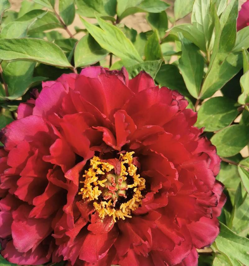 情人节牡丹花的含义是什么？一朵牡丹花代表什么？