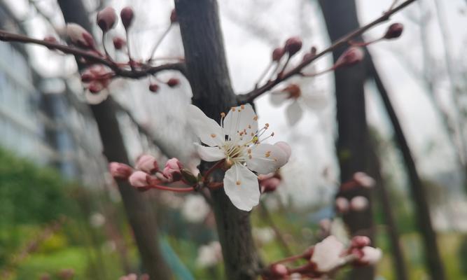 李子花的吉祥寓意是什么？李子花在风俗中的意义？