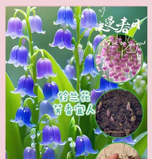 铃兰花的传说故事是什么？铃兰花的花语寓意何在？