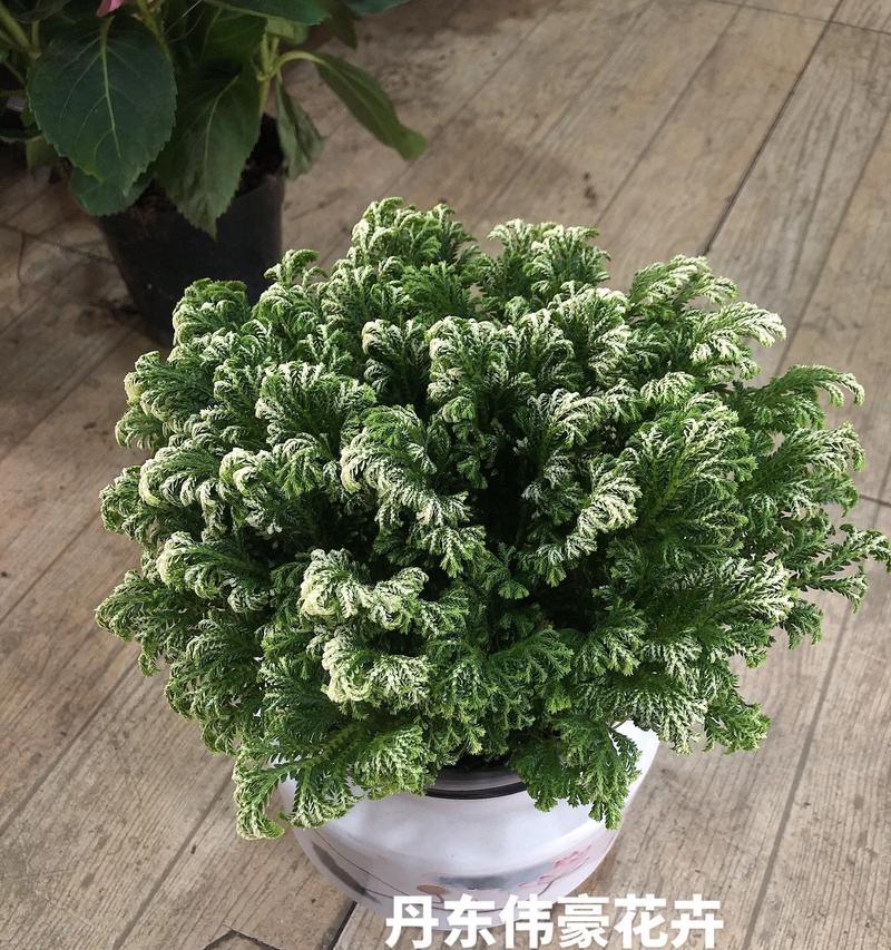 哪种花寓意朋友平安？寻找代表平安的花卉有哪些？
