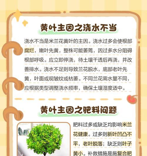 米黄色花的象征意义是什么？