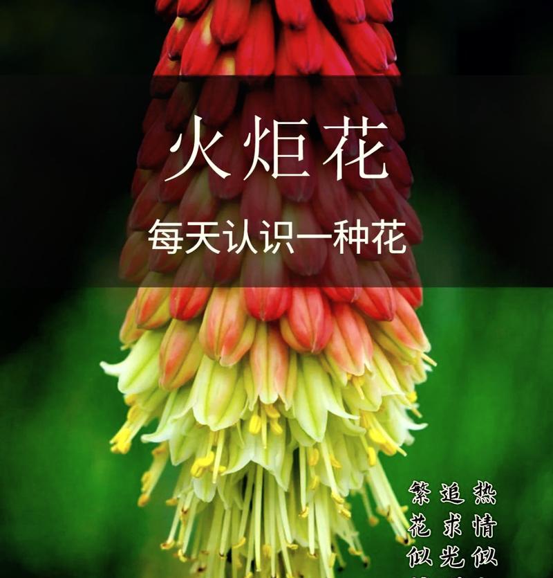 橘红色花的含义是什么？它象征着什么？