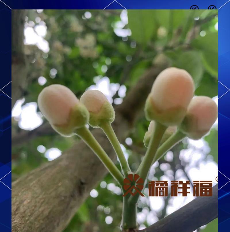 橘红色花的含义是什么？它象征着什么？
