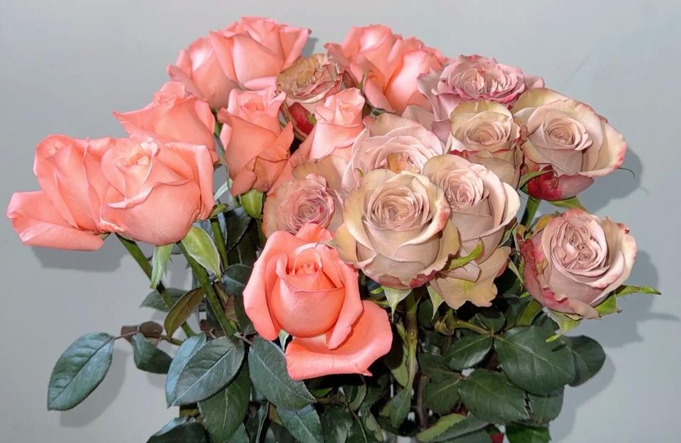 哪种花代表浪漫？它的花语是什么？