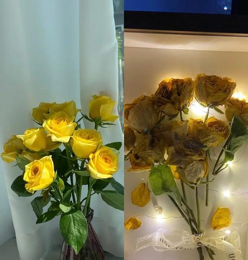 彩色永生花有什么寓意？彩色永生花的含义是什么？