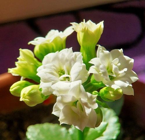白色长寿花的寓意是什么？