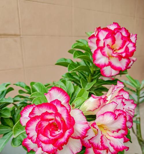 人间富贵花的象征意义有哪些？它们代表了什么？