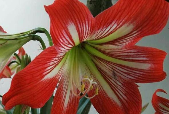 哪种花代表惋惜的爱情？惋惜爱情的花语是什么？