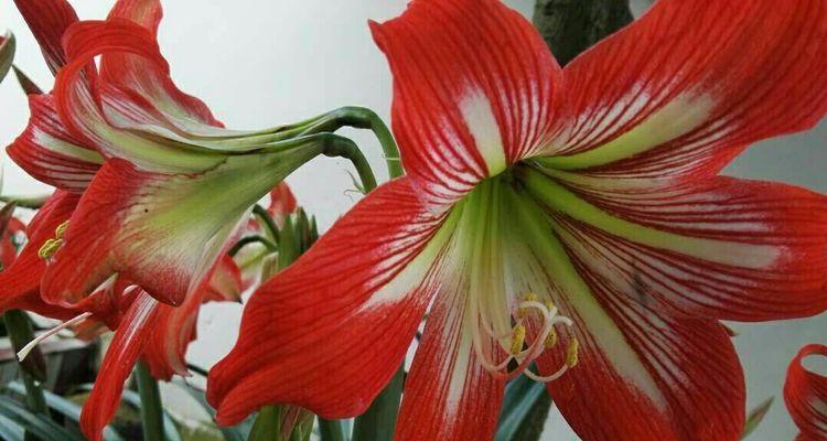哪种花代表惋惜的爱情？惋惜爱情的花语是什么？