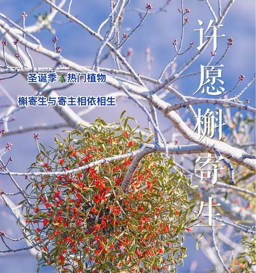 哪种花代表惋惜的爱情？惋惜爱情的花语是什么？