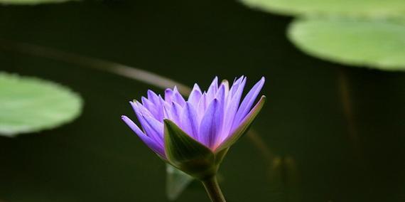 哪种花寓意紫色物语？如何用花表达紫色的神秘？