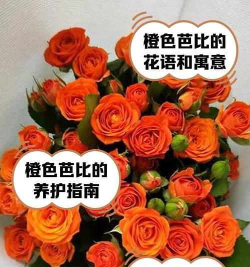 橘色玫瑰的花语是什么？橘色玫瑰代表什么情感？