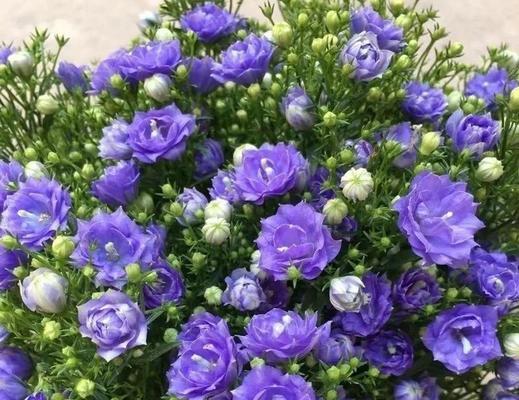 彩色风铃花的寓意和象征是什么？彩色风铃花代表什么？