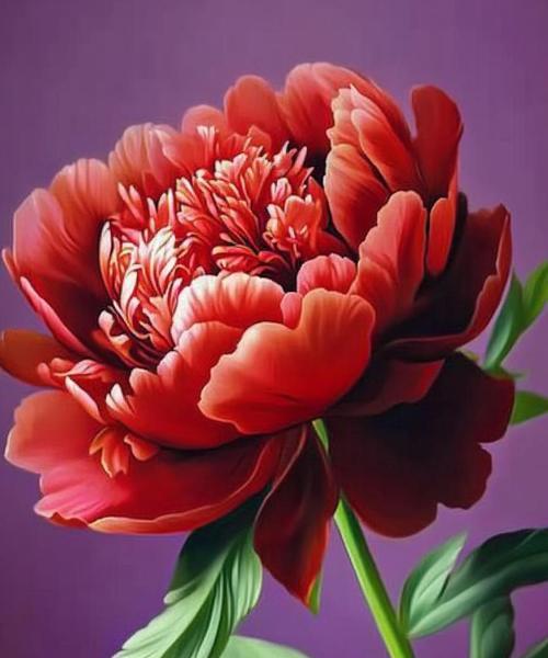 牡丹花象征着什么？如意牡丹花的寓意是什么？