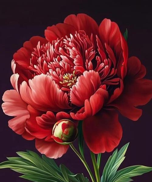 牡丹花象征着什么？如意牡丹花的寓意是什么？