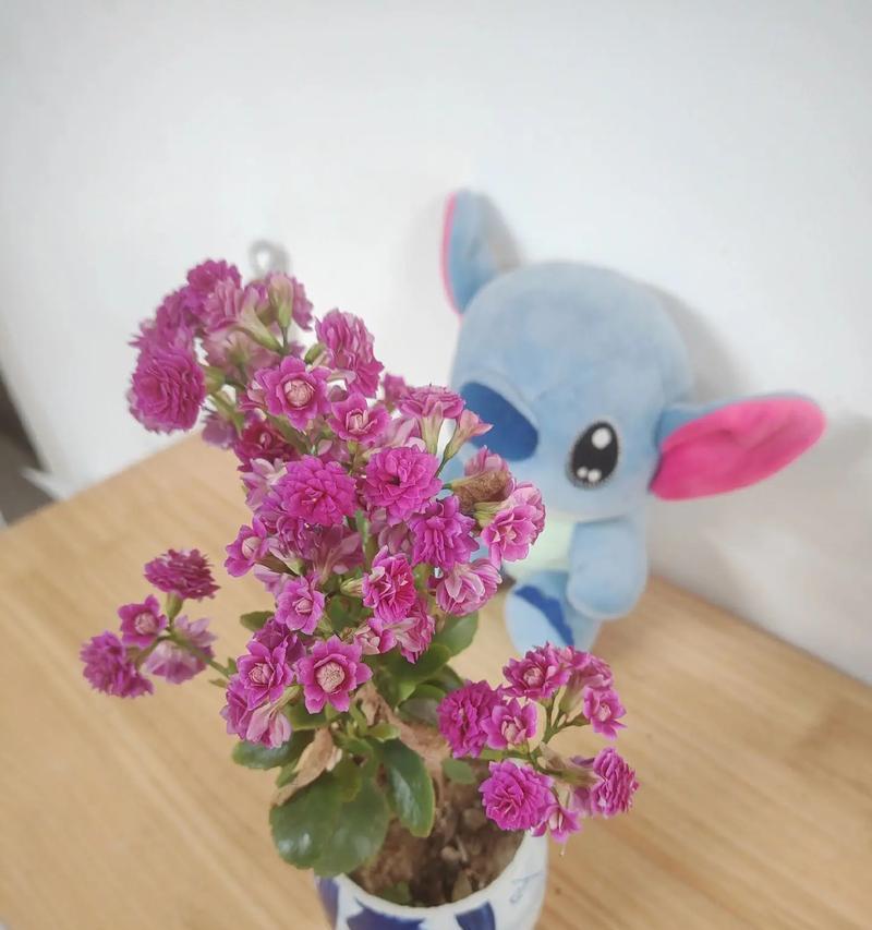婆婆送的长命富贵花寓意是什么？长命富贵花代表什么？