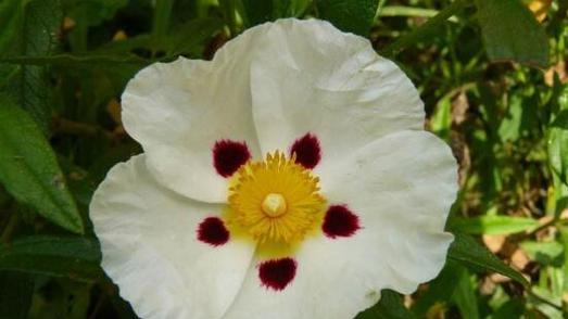 蔷薇花不同颜色代表什么？各种颜色蔷薇花的寓意是什么？