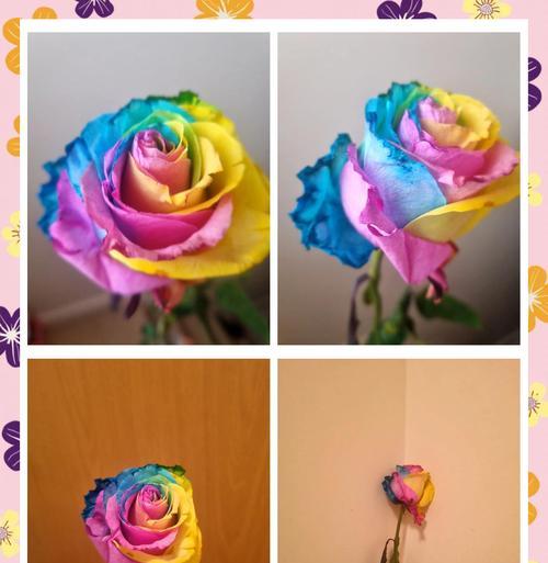 情人节收到玫瑰花代表什么？玫瑰花的花语有哪些？