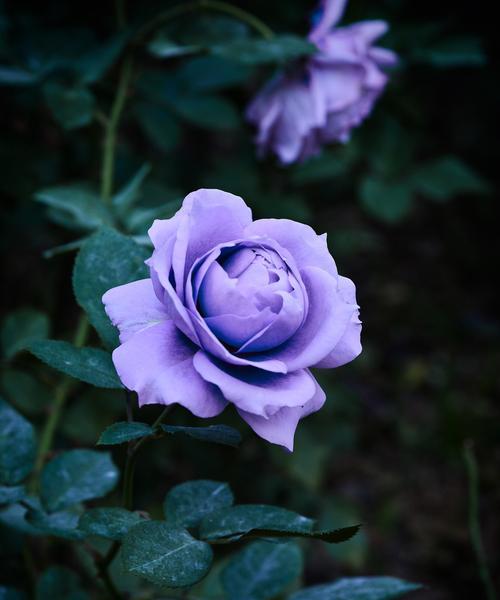 蓝色花象征着什么？有哪些蓝色花卉推荐？