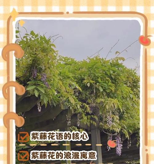 紫藤花在诗句中象征着什么爱情？