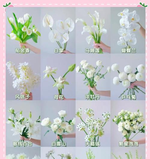 花的颜色代表什么意义？不同颜色的花有何象征含义？