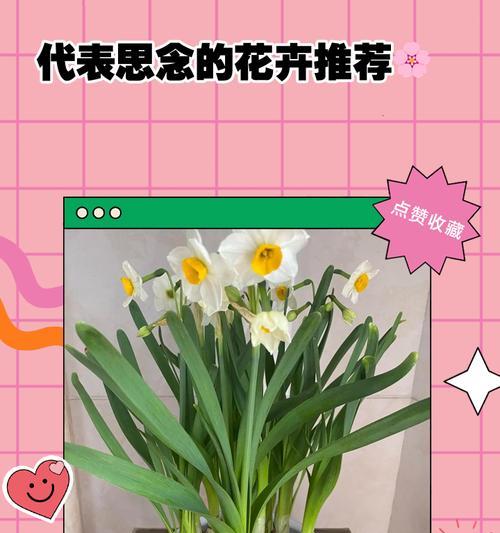 哪些花或植物寓意思念和爱情？它们的寓意有哪些？