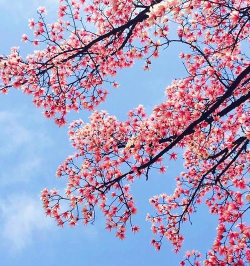 小小姐们蓝色花的含义是什么？如何用在情感表达中？