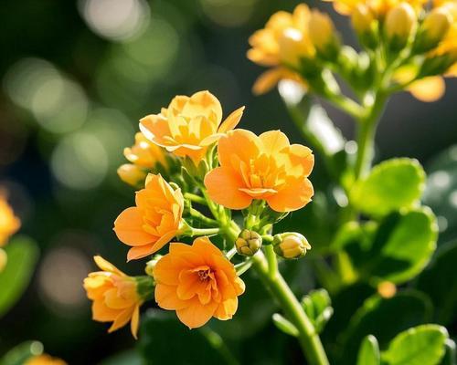 吉祥之花有哪些？它们各自的寓意和花语是什么？