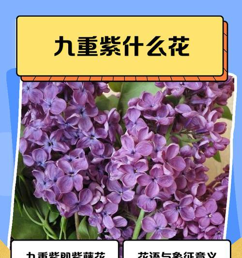 什么花代表形式快乐？快乐的花语有哪些？