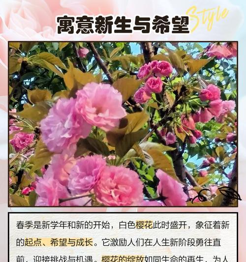 白色花象征着什么意义？