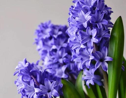 爱情中有哪些禁忌花语？它们代表了什么含义？