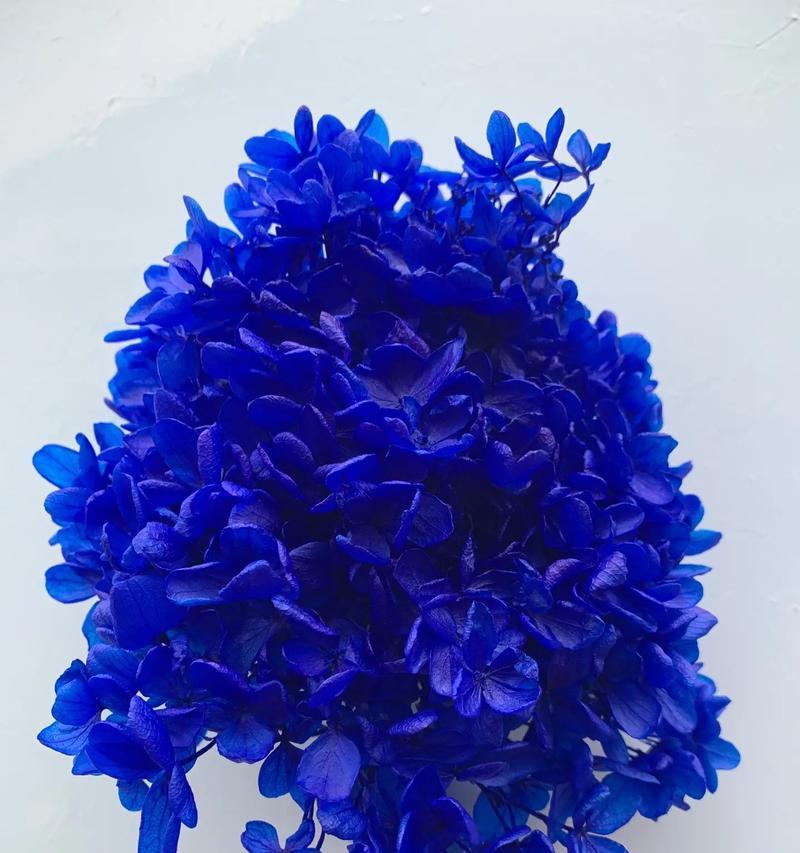 蓝色永生花的花语是什么？它有哪些寓意？