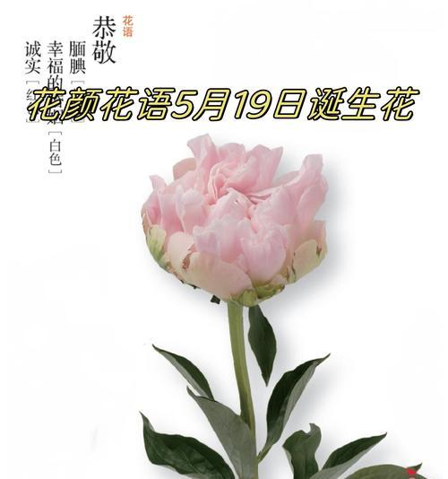 哪种花是希望和爱情的象征？花语是什么？
