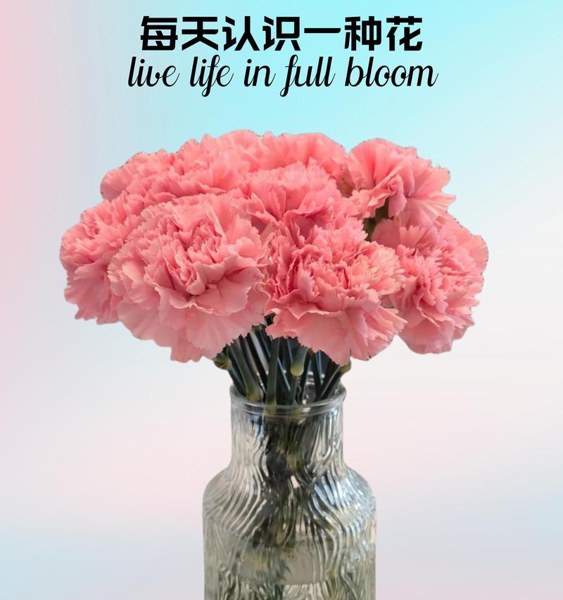 一花两色的花语是什么？一花两色的寓意有哪些？