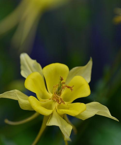 一花两色的花语是什么？一花两色的寓意有哪些？