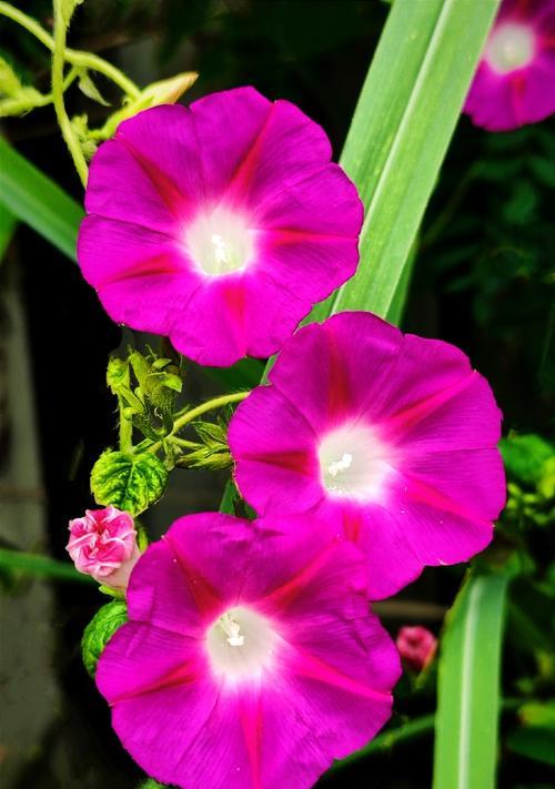 国庆节适合送哪种花？