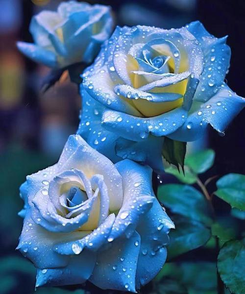 兰色玫瑰花的寓意和花语是什么？