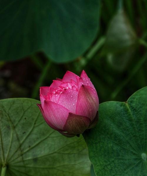 节气送一盆花代表什么？节气送一盆花的寓意是什么？