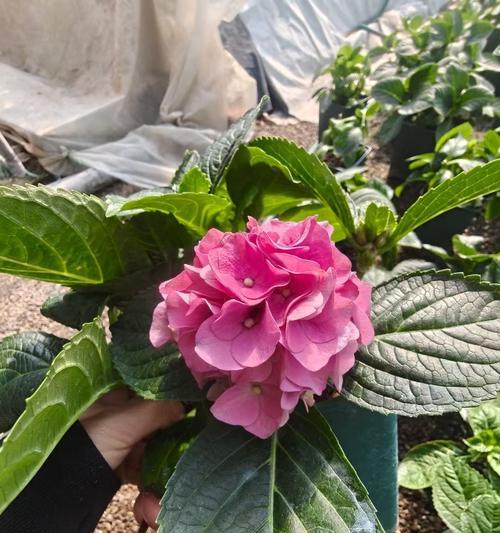 绣球花各色的含义是什么？绣球花的含义是什么？