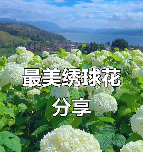 绣球花各色的含义是什么？绣球花的含义是什么？
