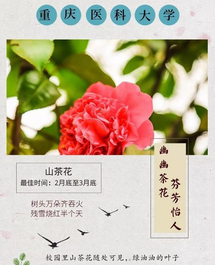 浪漫花语通常在哪里找到？如何寻找浪漫的花语？