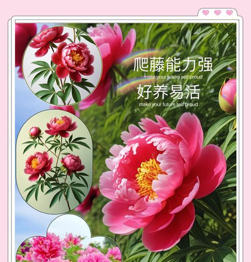 烛焰结成的富贵花象征着什么？它的寓意是什么？