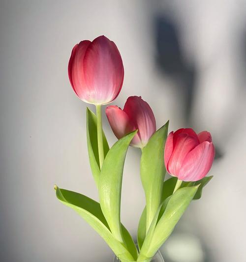 哪种花寓意渴望幸福？幸福的花语是什么？