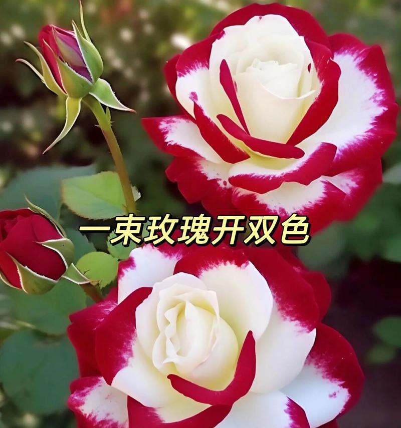 玫瑰花颜色不同意义有区别吗？