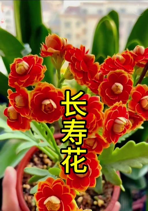 单瓣长寿花的意义是什么？它的花语有何特别之处？