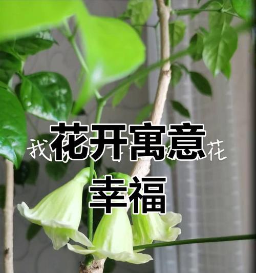 幸福树的花有哪些寓意和象征？
