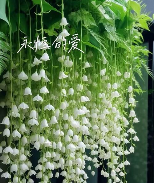 浪漫花语是什么意思？惠纲花语有何寓意？