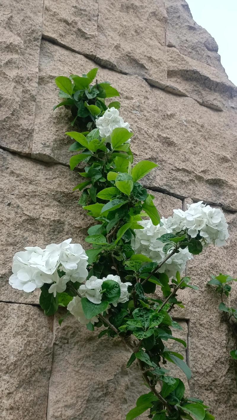 白色花有哪些寓意？它们代表什么？