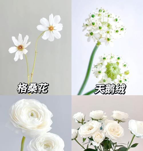 白色花有哪些寓意？它们代表什么？