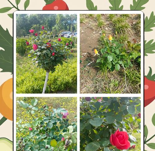 大连四季花语有哪些？大连季节花语大全是什么？